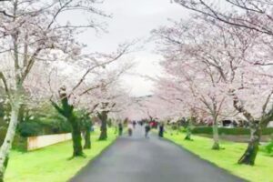 母智丘公園の桜並木